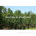 High Quality black bamboo seeds for sale